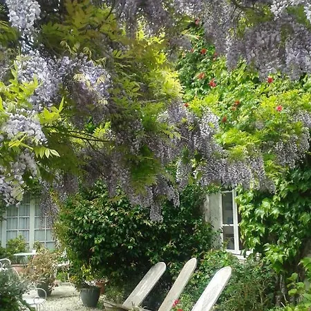 La Glycine Asnelles